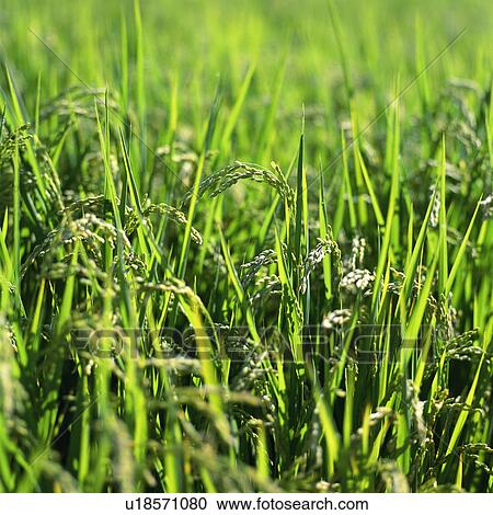 Rice, close-up View Large Photo Image Stock Image - Rice, close-up. Fotosearch