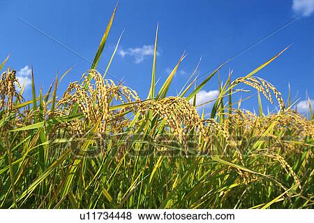 Rice, close-up View Large Photo Image Stock Photo - Rice, close-up. Fotosearch