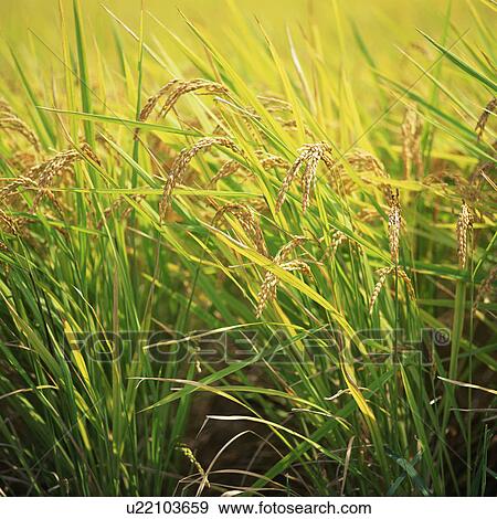 Rice, close-up View Large Photo Image Stock Photo - Rice, close-up. Fotosearch