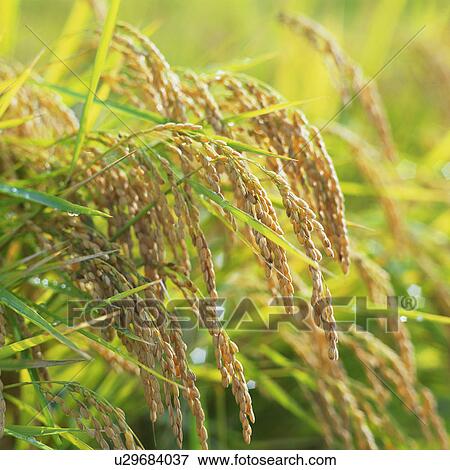 Rice, close-up View Large Photo Image Stock Photo - Rice, close-up. Fotosearch