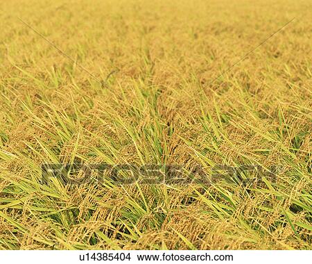 Rice field in autumn View Large Photo Image Picture - Rice field in autumn. Fotosearch