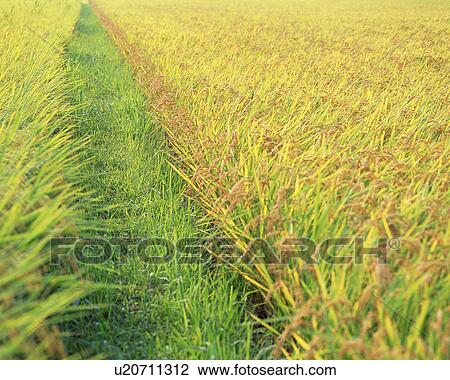 Stock Image - Rice field in autumn. Fotosearch