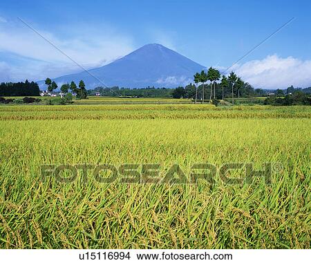 Picture - Rice field in front of Mt Fuji, Shizuoka, Japan. Fotosearch