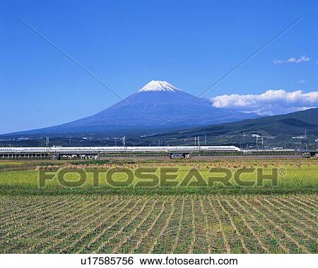 Rice field in front of Mt Fuji, Shizuoka, Japan View Large Photo Image Stock Photograph - Rice field in front of Mt Fuji, Shizuoka, Japan. Fotosearch