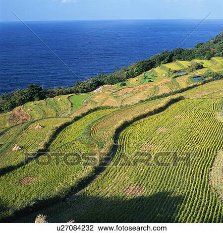 Stock Image - Rice paddy and sea. Fotosearch