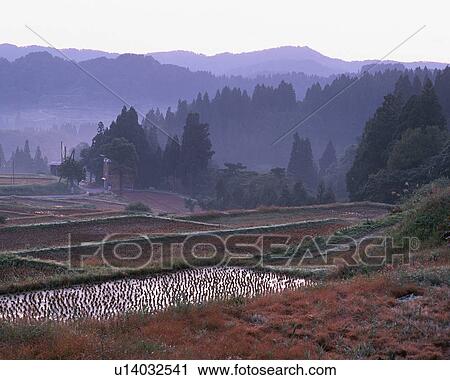 Stock Image - Rice paddy at dusk. Fotosearch