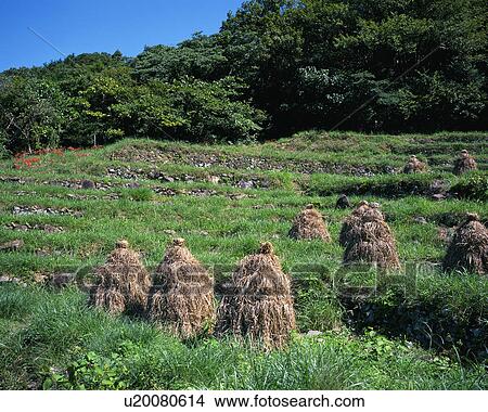 Rice paddy in autumn View Large Photo Image Picture - Rice paddy in autumn. Fotosearch