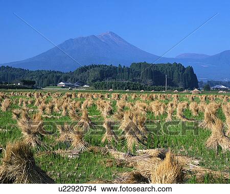 Rice paddy in autumn View Large Photo Image Picture - Rice paddy in autumn. Fotosearch