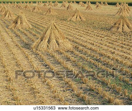 Stock Image - Rice paddy in autumn. Fotosearch