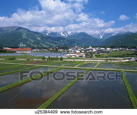 Stock Photo - Rice paddy in Hakuba, Nagano, Japan. Fotosearch