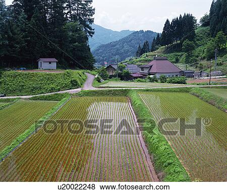 Rice paddy in Kinasa, Nagano, Japan View Large Photo Image Stock Photo - Rice paddy in Kinasa, Nagano, Japan. Fotosearch
