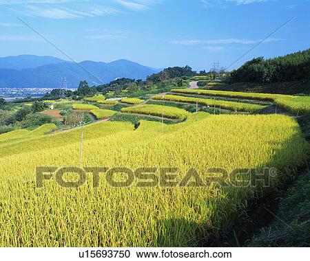 Rice paddy in Nagano, Japan View Large Photo Image Stock Image - Rice paddy in Nagano, Japan. Fotosearch