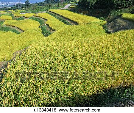 Rice paddy in Nagano, Japan View Large Photo Image Stock Photo - Rice paddy in Nagano, Japan. Fotosearch