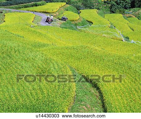 Rice paddy in Niigata, Japan View Large Photo Image Stock Image - Rice paddy in Niigata, Japan. Fotosearch