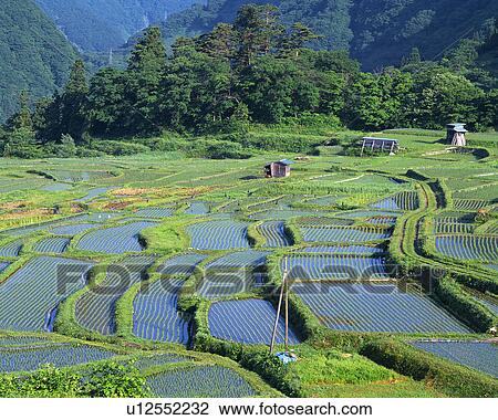 Rice paddy in Otari Village, Nagano, Japan View Large Photo Image Stock Image - Rice paddy in Otari Village, Nagano, Japan. Fotosearch