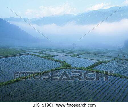 Rice paddy in Otari Village, Nagano, Japan View Large Photo Image Stock Image - Rice paddy in Otari Village, Nagano, Japan. Fotosearch