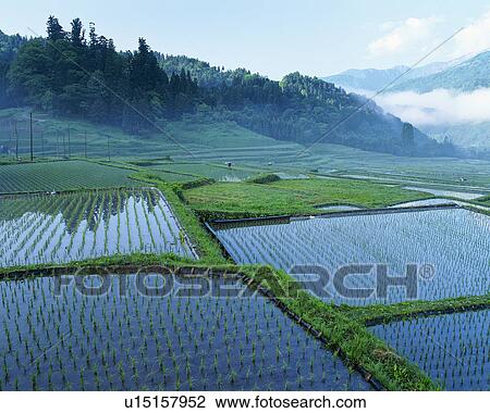 Rice paddy in Otari Village, Nagano, Japan View Large Photo Image Stock Image - Rice paddy in Otari Village, Nagano, Japan. Fotosearch
