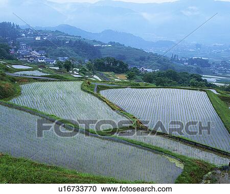Rice paddy in Otari Village, Nagano, Japan View Large Photo Image Stock Image - Rice paddy in Otari Village, Nagano, Japan. Fotosearch