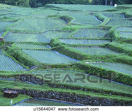 Rice paddy in Otari Village, Nagano, Japan View Large Photo Image Stock Photo - Rice paddy in Otari Village, Nagano, Japan. Fotosearch