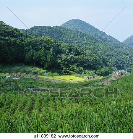 Stock Image - Rice paddy in summer. Fotosearch