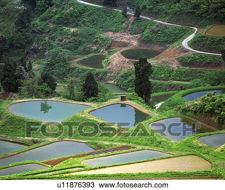 Stock Image - Rice paddy in Yamakoshi, Nagaoka, Niigata, Japan. Fotosearch