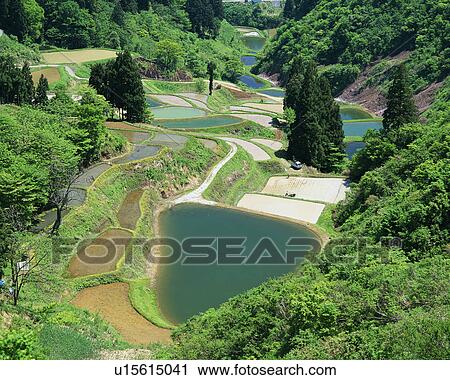 Stock Image - Rice paddy in Yamakoshi, Nagaoka, Niigata, Japan. Fotosearch