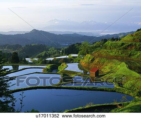 Stock Image - Rice paddy in Yamakoshi, Nagaoka, Niigata, Japan. Fotosearch