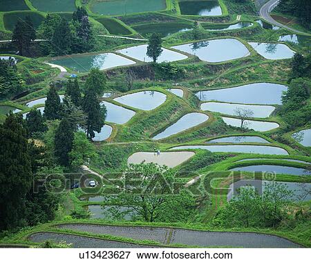 Stock Photo - Rice paddy in Yamakoshi, Nagaoka, Niigata, Japan. Fotosearch