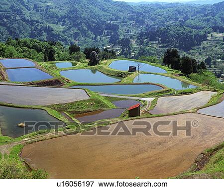 Rice paddy in Yamakoshi, Nagaoka, Niigata, Japan View Large Photo Image Stock Photo - Rice paddy in Yamakoshi, Nagaoka, Niigata, Japan. Fotosearch