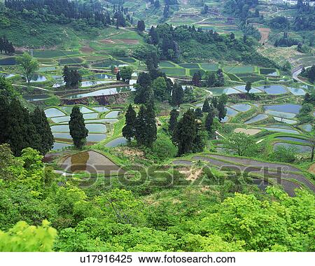 Stock Photography - Rice paddy in Yamakoshi, Nagaoka, Niigata, Japan. Fotosearch