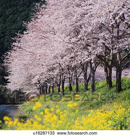 Stock Image - Row of cherry blossom trees in Shizuoka, Japan. Fotosearch