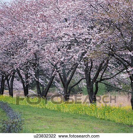 Row of cherry blossom trees in Shizuoka, Japan View Large Photo Image Stock Image - Row of cherry blossom trees in Shizuoka, Japan. Fotosearch