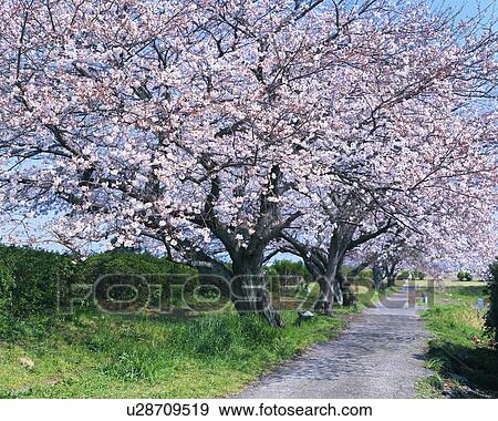 Row of cherry blossom trees in Shizuoka, Japan View Large Photo Image Stock Photo - Row of cherry blossom trees in Shizuoka, Japan. Fotosearch