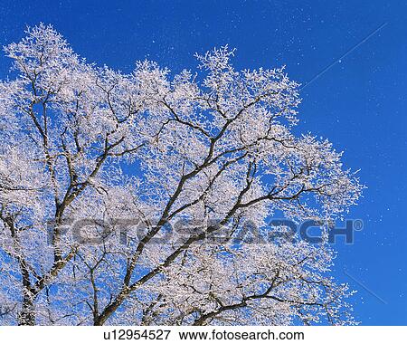 Stock Photo - Snow covered tree in Furano, Hokkaido, Japan. Fotosearch
