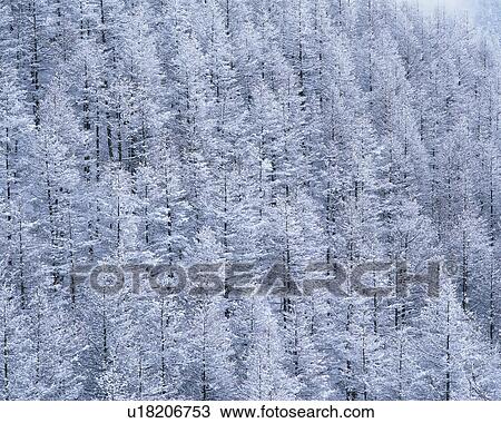 Stock Image - Snow covered trees in Utsukushigahara, Nagano, Japan. Fotosearch