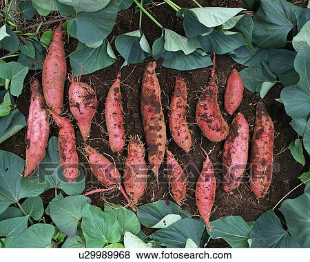 Stock Photo - Sweet Potatoes. Fotosearch
