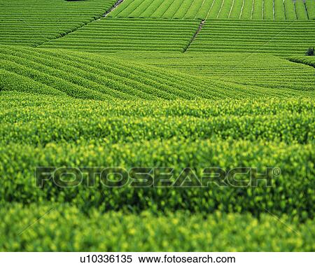 Tea plantation in Fuji, Shizuoka, Japan View Large Photo Image Stock Photography - Tea plantation in Fuji, Shizuoka, Japan. Fotosearch