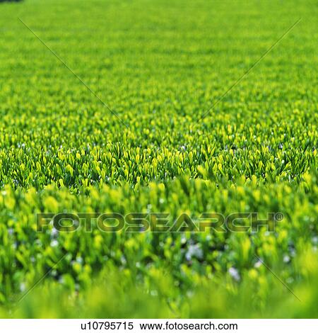 Tea plantation in Mishima, Shizuoka, Japan View Large Photo Image Stock Photography - Tea plantation in Mishima, Shizuoka, Japan. Fotosearch
