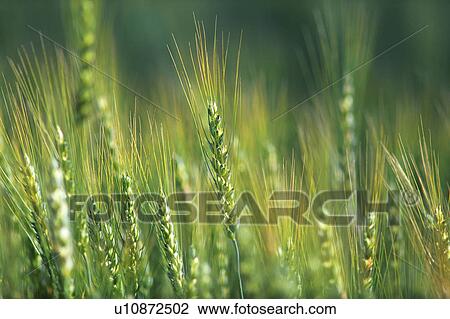Wheat field, close-up View Large Photo Image Stock Image - Wheat field, close-up. Fotosearch