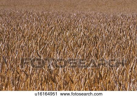 Wheat field View Large Photo Image Stock Image - Wheat field. Fotosearch