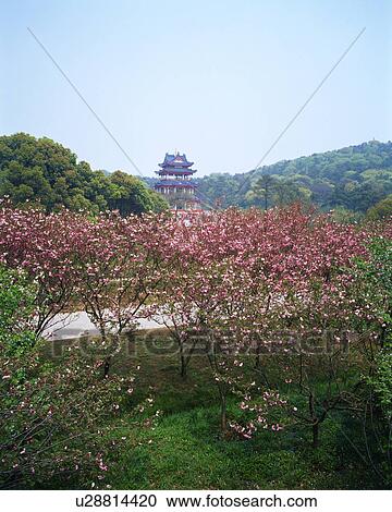 Plum Garden, Wuxi, China View Large Photo Image Stock Image - Plum Garden, Wuxi, China. Fotosearch