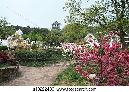 Plum Garden, Wuxi, China View Large Photo Image Stock Photograph - Plum Garden, Wuxi, China. Fotosearch
