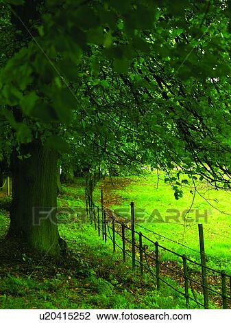 Green field with fence, Cambridge View Large Photo Image Stock Image - Green field with fence, Cambridge. Fotosearch