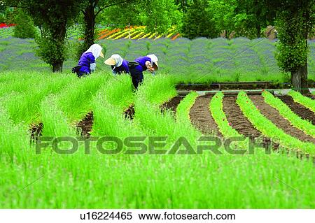 Stock Photography - Female gardeners working in field, Farm Tomita, Furano, Hokkaido, Japan. Fotosearch