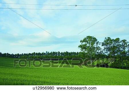 Field in Biei, Hokkaido, Japan View Large Photo Image Stock Image - Field in Biei, Hokkaido, Japan. Fotosearch