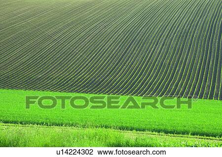 Stock Image - Field in Biei, Hokkaido, Japan. Fotosearch