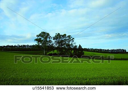 Field in Biei, Hokkaido, Japan View Large Photo Image Stock Image - Field in Biei, Hokkaido, Japan. Fotosearch