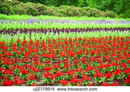 Garden in autumn colors, Farm Tomita, Furano, Hokkaido, Japan View Large Photo Image Stock Photography - Garden in autumn colors, Farm Tomita, Furano, Hokkaido, Japan. Fotosearch