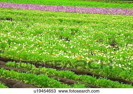 Stock Image - Garden in spring colors, Farm Tomita, Furano, Hokkaido, Japan. Fotosearch