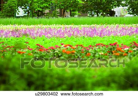Garden in spring colors, Farm Tomita, Furano, Hokkaido, Japan View Large Photo Image Stock Image - Garden in spring colors, Farm Tomita, Furano, Hokkaido, Japan. Fotosearch